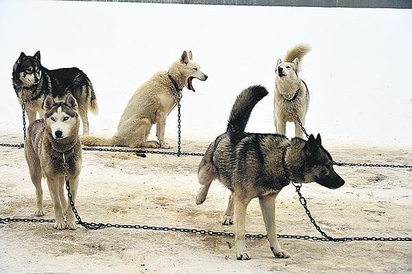 Smoky a Jessy se občas škádlí. Partička jsou výborná.