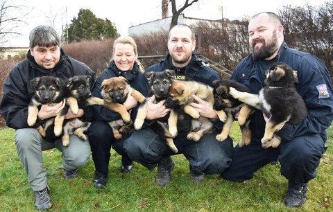 Roxy, Armin, Dag, Whiskey a ti další: Lidé vybrali jména policejní psí smečce