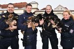 Aby se štěňata mohla vyfotit všechna najednou, museli vypomoci psovodovi Pavlu Boučkovi (druhý zprava) ještě tři policisté.