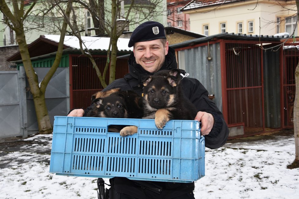 Psovod Pavel Bouček přináší přepravku plnou policejních štěňat.