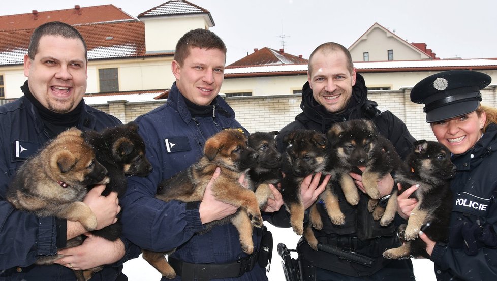 Aby se štěňata mohla vyfotit všechna najednou, museli vypomoci psovodovi Pavlu Boučkovi (druhý zprava) ještě tři policisté.