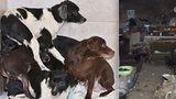 16 psů žilo v temné kobce plné odpadků v Novém Bydžově: Bojí se lidí i světla