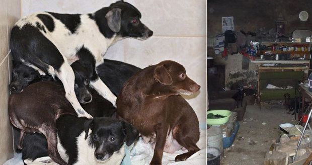 16 psů žilo v temné kobce plné odpadků v Novém Bydžově: Bojí se lidí i světla