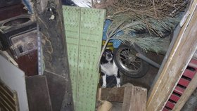 16 psů žilo v temné kobce plné odpadků v Novém Bydžově: Bojí se lidí i světla.