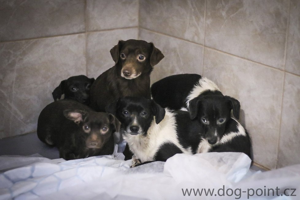 16 psů žilo v temné kobce plné odpadků v Novém Bydžově: Bojí se lidí i světla.