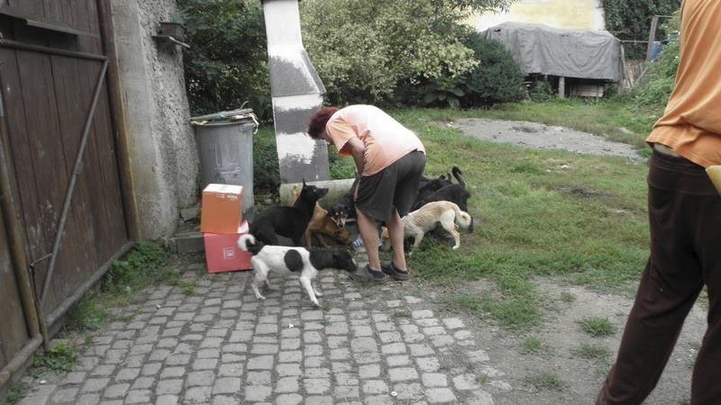 Psi jsou často v nepřijatelných podmínkách.