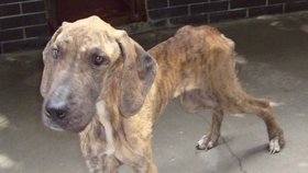 Takhle žena týrala hladověním dogu.