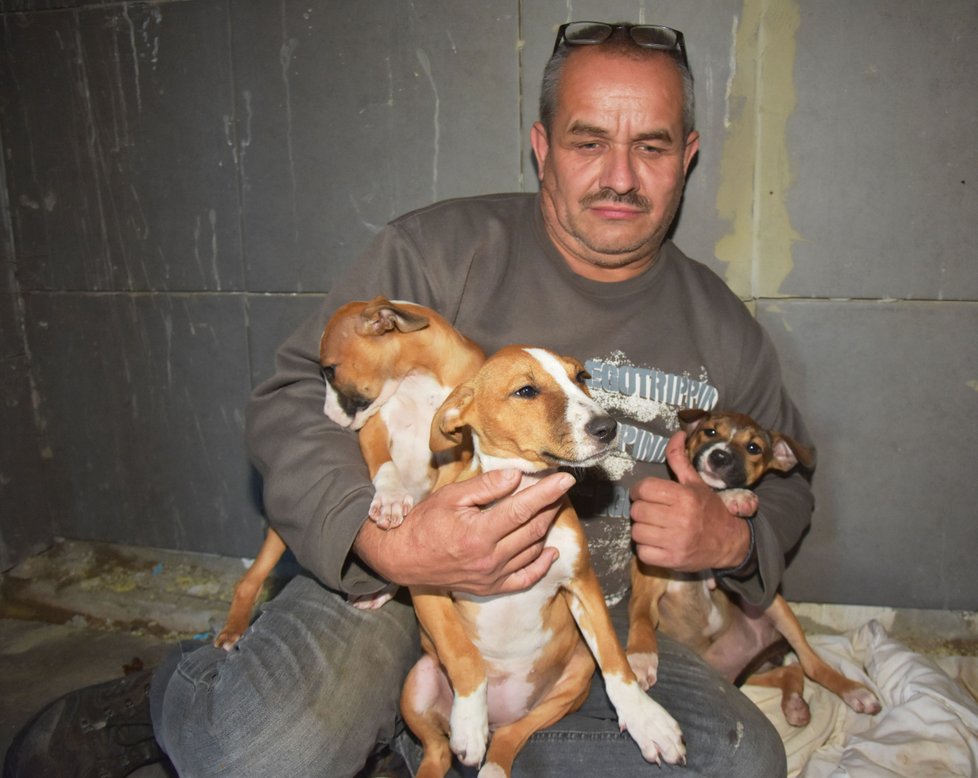Tři štěňátka se mají v péči zvířecího záchranáře Karla Bobála čile k světu.