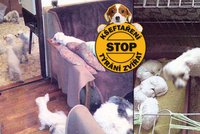 První úspěch v boji proti množírnám psů: Veterinární kontrola u tyranky-chovatelky!