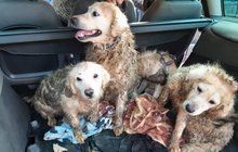 »Chovatelkám« hrozí osm let basy: Psi žili ve smetí a výkalech 