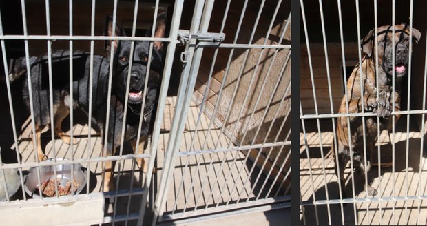 Ajax a Ken byli postrachem Hodonína: Útočili a zakousli nejméně dva psy! Jsou za mřížemi