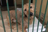 Útulek pro psy v Novém Jičíně nebude: Radnice nevěděla, že je vedle střelnice! Hluk by je týral