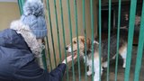 Hodonínský útulek praská ve švech: Toulavé psy začnou dávat mezi zvířata v zoo