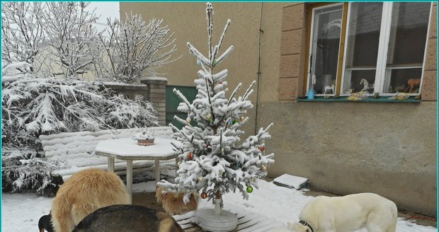 Část obyvatel psího hospice v Bukovince při pokusu o společnou fotografii u vánočního stromečku. Pomohl až balík piškotů.