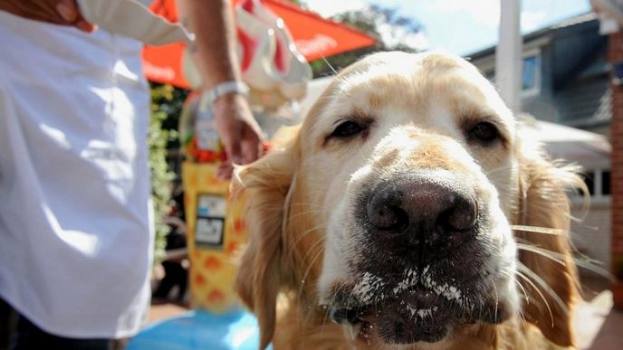 Psi v německých Brémách se mohou ochladit jitrnicovou zmrzlinou