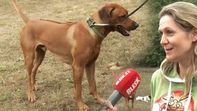 Psi přijdou kvůli povinnému vodítku o rozvoj, tepe cvičitelka pražskou vyhlášku
