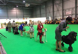 V Letňanech soutěžili nejrůznější psí plemena. O víkendu se konala 31. Mezinárodní výstava psů.