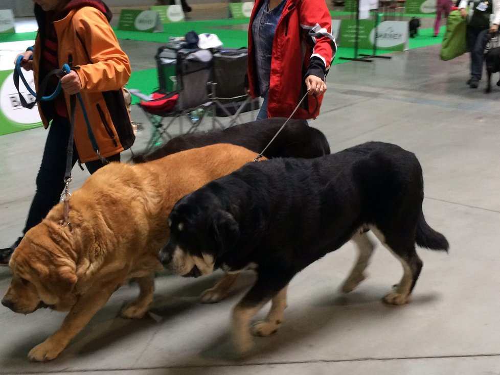 V Letňanech soutěžili nejrůznější psí plemena. O víkendu se konala 31. Mezinárodní výstava psů.