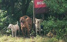 Záchranná akce uvázaných zvířat v Kralupech nad Vltavou: Psí sirotky krotili hodiny! 