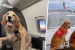 Letecká společnost vzala záchranáře a jejich psi do první třídy.