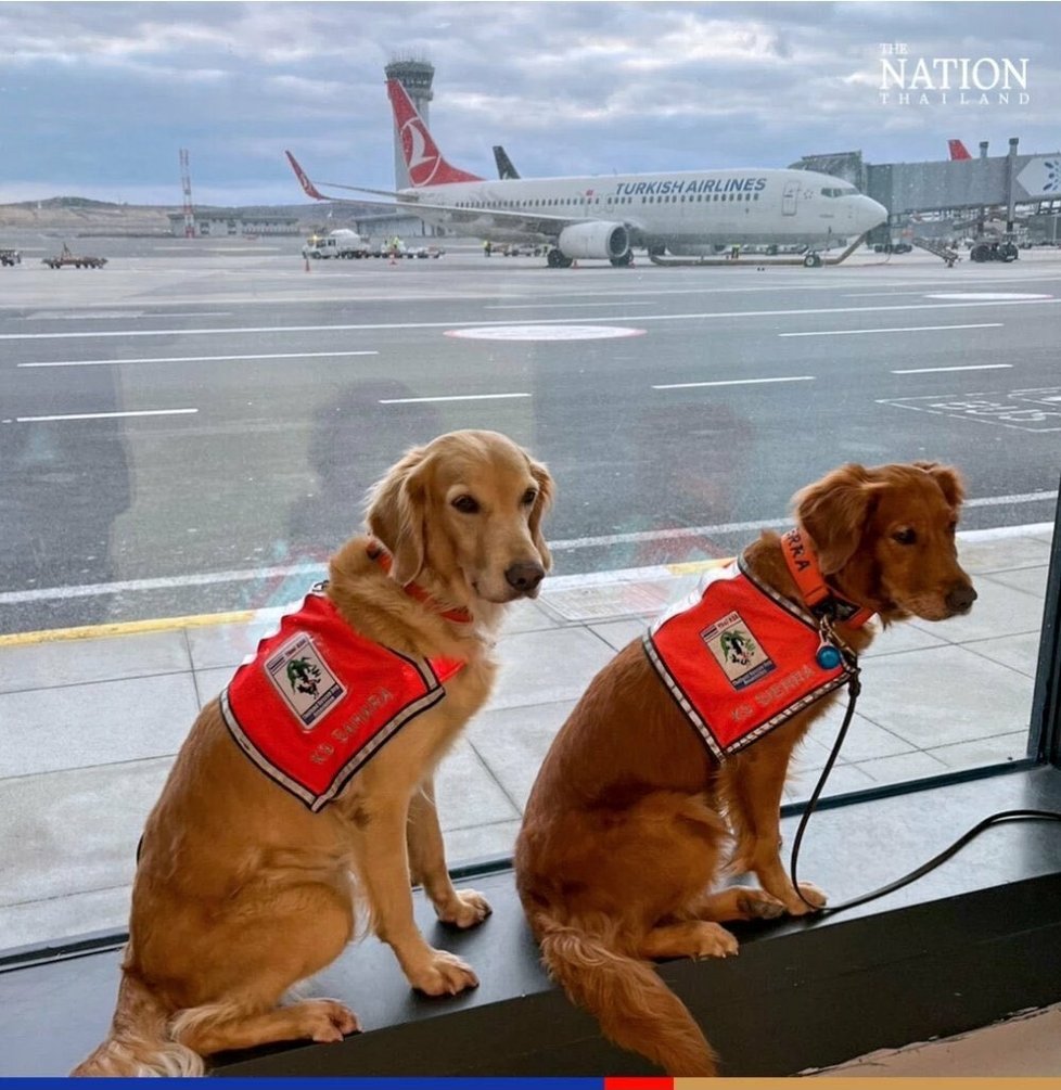 Letecká společnost vzala záchranáře a jejich psi do první třídy.
