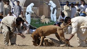 Nechutné psí zápasy bohužel v mnoha částech světa stále probíhají.