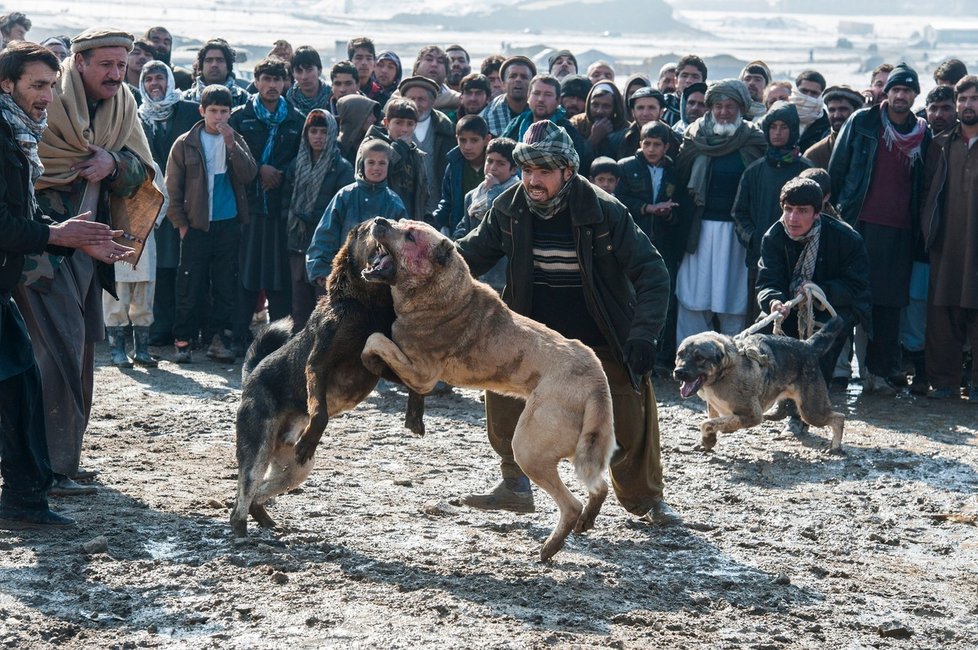 Nechutné psí zápasy bohužel v mnoha částech světa stále probíhají.