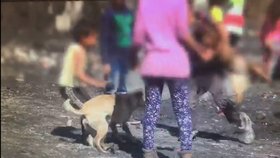 Otřesné! Na Slovensku pořádají děti psí zápasy: Umírající zvířata končí v jímce!