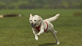 Kříženec Rozárka to svým soupeřkám a soupeřům nandala na plné čáře v kategorii Speedmaster nechrt malý. Běžela rychlostí 48,10 km/h.