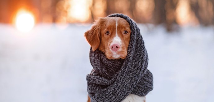4 rady, jak pečovat o psa v zimě