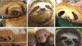 Muffin z čivavy nebo čokorolka z lenochoda: Internet si střílí ze zvířátek