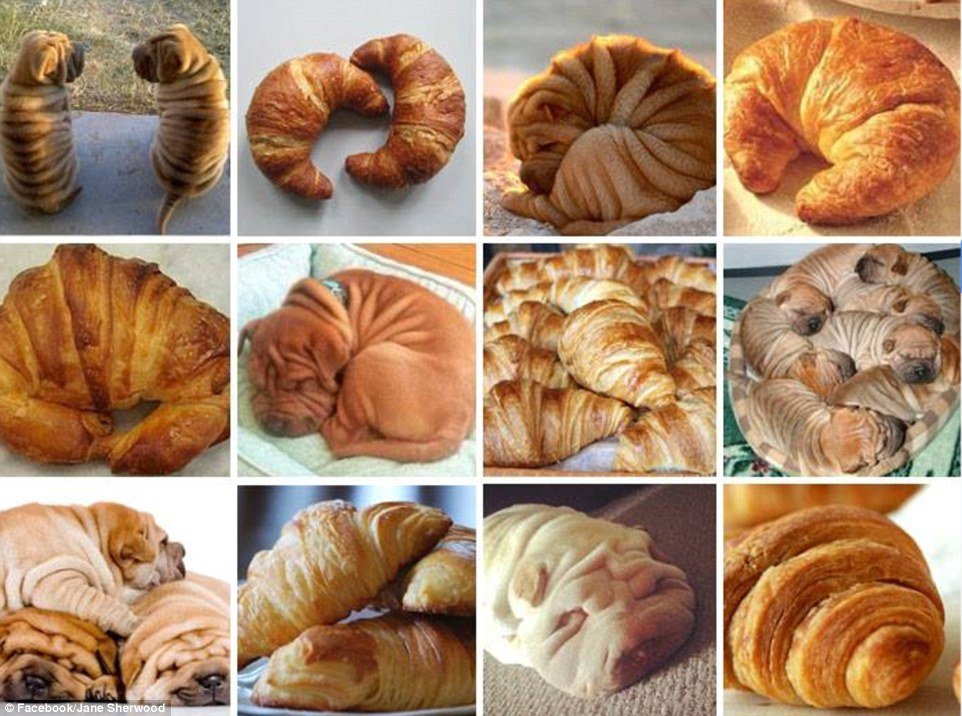 Croissant, nebo pes?