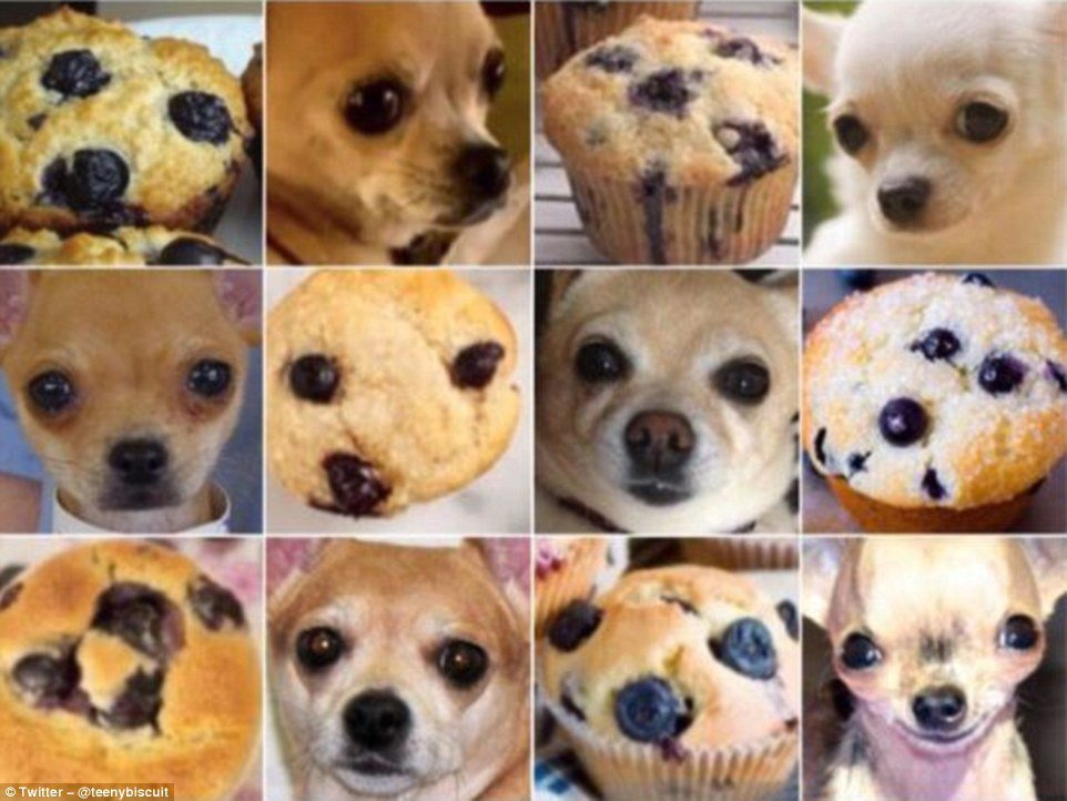 Muffin, nebo čivava?