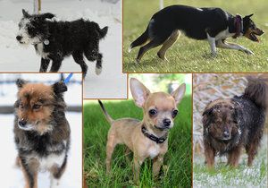 Jaká jsou nejoblíbenější psí plemena v Česku?