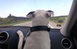 Existuje-li pes, který nadevše miluje jízdu v autě, tak je to Mia. Kdyby to bylo možné, určitě by si pořídila i řidičák.