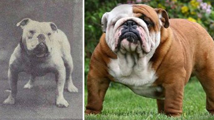 Jakou proměnou prošli psi za posledních sto let?
