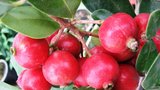 Tropy v obýváku: Můžou růst jahody na stromě? Ano, a sklízet je můžete i z gauče!