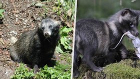 Ochránci přírody varují před psíkem mývalovitým