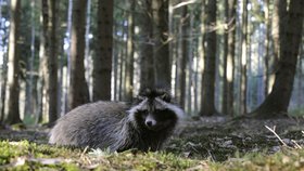 Přenáší nemoci a parazity a škodí místní fauně