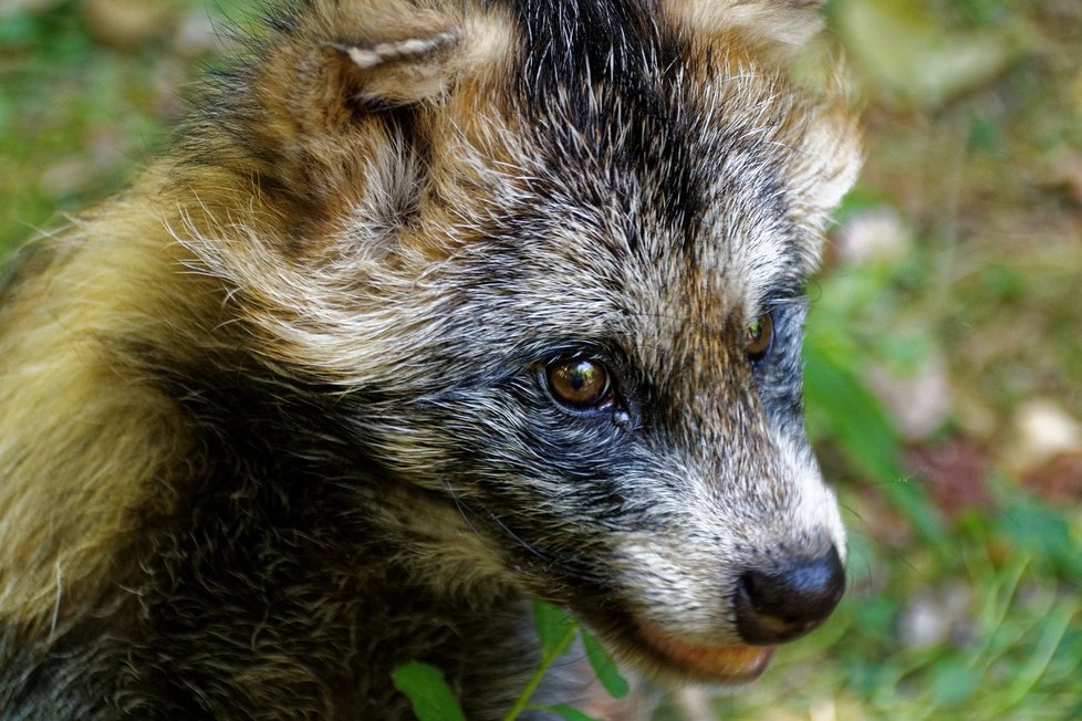 Invazivním druhem v Česku je i psík mývalovitý.