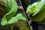 V zoologické zahradě v Troji začali nově chovat dva jedovaté hady - psohlavce Batesovy.