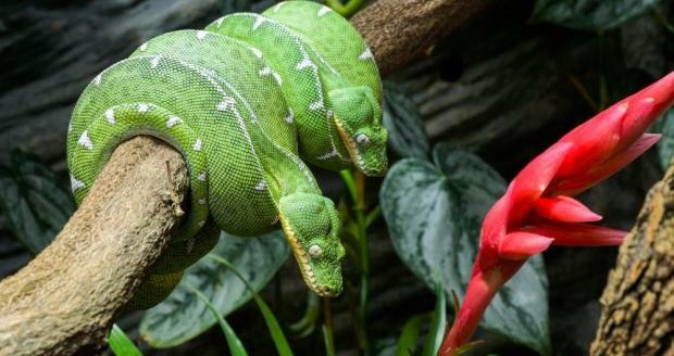 V zoologické zahradě v Troji začali nově chovat dva jedovaté hady - psohlavce Batesovy.