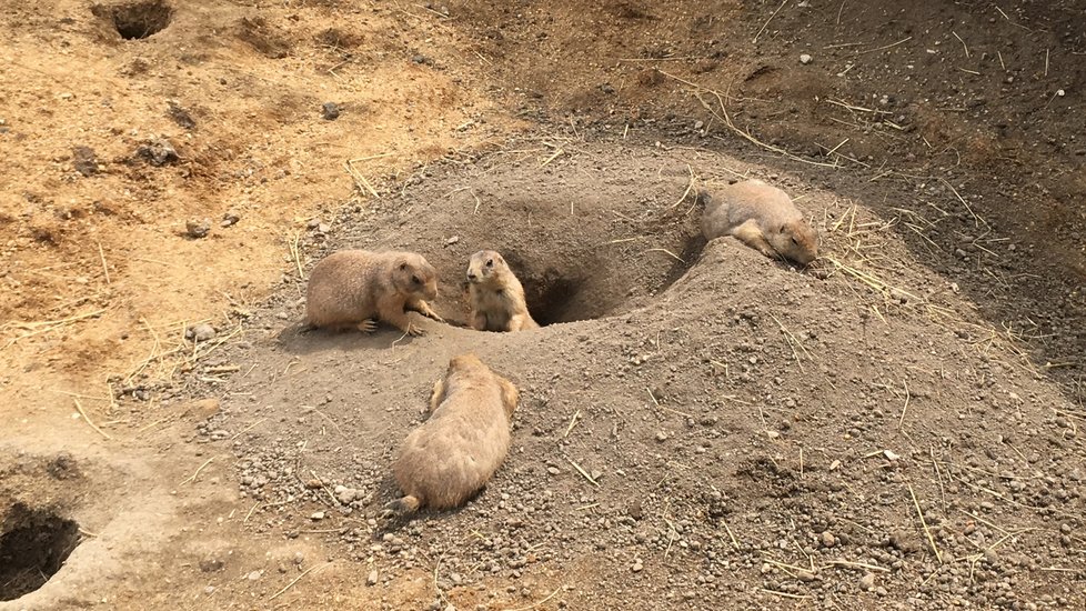 Psouni prérioví v Zoo Praha mají nový výběh.