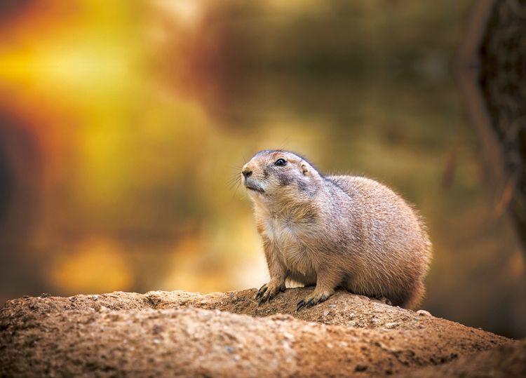 Oblast, kde žije 30–40 cm dlouhý psoun Gunnisonův (Cynomys gunnisoni), se překrývá s oblastmi, kde žijí tchoři černonozí