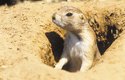 Severoameričtí psouni prérioví žijí v podzemních hradech