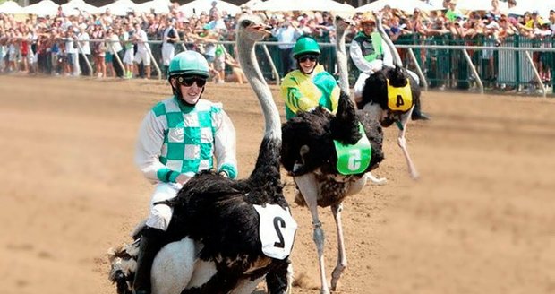 Sport pocházející z Afriky si v ničem nezadá s klasickými dostihy: závodníci prostě jen místo koní sedlají pštrosy.