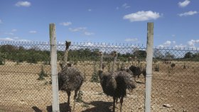 Na Kubě vznikají pštrosí farmy, mají pomoci řešit potravinovou krizi v zemi