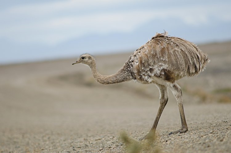 Otužilý pštros nandu Darwinův žije na horských pláních And a Patagonie