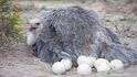 Samice pštrosa dvouprstého kladou vejce do společného hnízda, kde se o ně stará samec