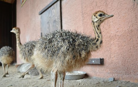 Jeden z roztomilých obyvatelů zoo. 